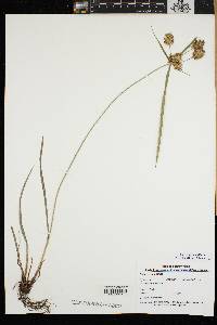 Cyperus refractus image