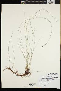 Eleocharis tenuis var. pseudoptera image