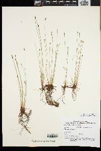Eleocharis tenuis image