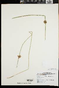 Schoenoplectiella smithii image