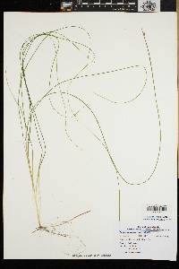 Schoenoplectus subterminalis image