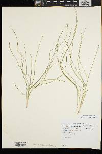 Schoenoplectus subterminalis image