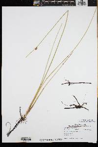 Schoenoplectus torreyi image