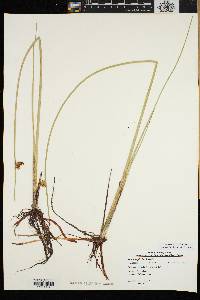 Schoenoplectus torreyi image