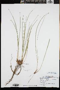 Trichophorum planifolium image