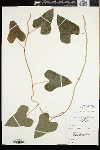 Dioscorea polystachya image