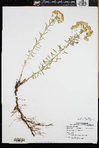 Euphorbia cyparissias image