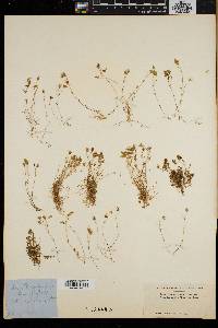 Arenaria groenlandica image