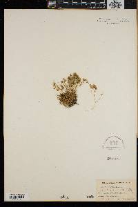 Arenaria groenlandica image