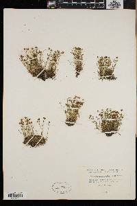 Arenaria groenlandica image