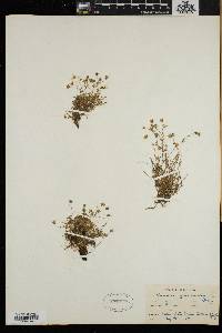 Arenaria groenlandica image