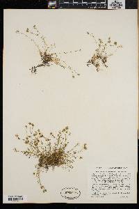 Arenaria groenlandica image