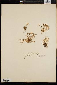 Arenaria groenlandica image