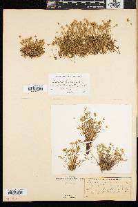 Arenaria groenlandica image