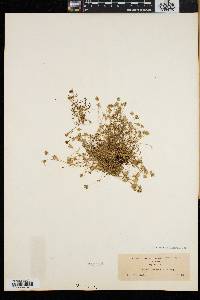 Arenaria groenlandica image