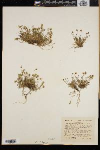 Arenaria groenlandica image
