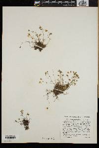 Arenaria groenlandica image