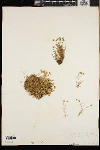 Arenaria groenlandica image