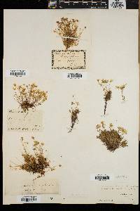 Arenaria groenlandica image