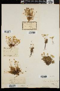 Arenaria groenlandica image
