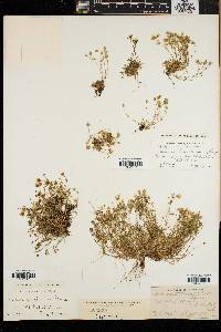 Arenaria groenlandica image