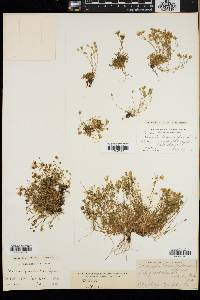 Arenaria groenlandica image