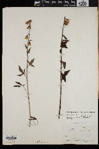 Nabalus trifoliolatus image