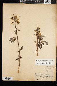 Nabalus trifoliolatus image