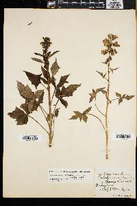 Nabalus trifoliolatus image