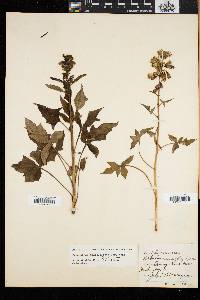 Nabalus trifoliolatus image