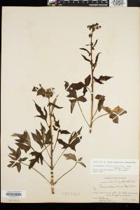 Nabalus trifoliolatus image