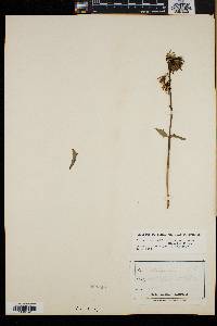 Nabalus trifoliolatus image