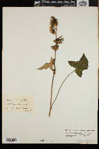 Nabalus trifoliolatus image