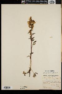Nabalus trifoliolatus image