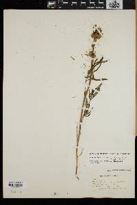 Nabalus trifoliolatus image