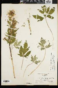 Nabalus trifoliolatus image