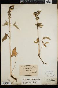 Nabalus trifoliolatus image