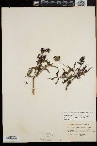 Nabalus trifoliolatus image