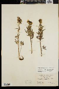 Nabalus trifoliolatus image