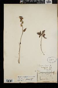 Nabalus trifoliolatus image