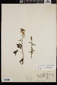 Nabalus trifoliolatus image