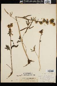 Nabalus trifoliolatus image