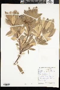 Rhus angustifolia image