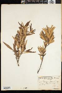 Rhus angustifolia image
