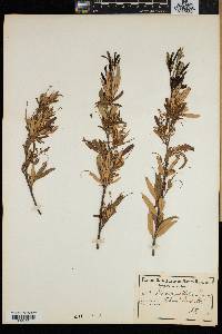 Rhus angustifolia image