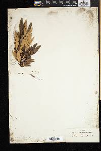 Rhus angustifolia image