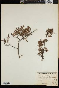 Searsia undulata image