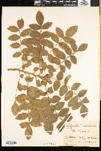 Rhus coriaria image
