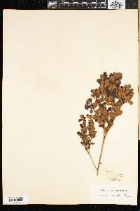 Searsia crenata image