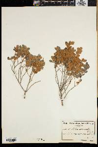 Searsia crenata image